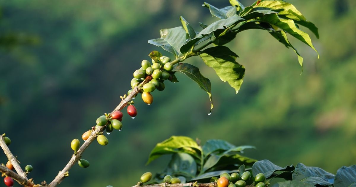 CANH TÁC BỀN VỮNG DUNG HÒA LỢI ÍCH KINH TẾ VÀ MÔI TRƯỜNG