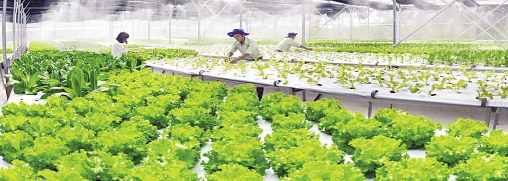 TỪ “HỮU CƠ” ĐẾN “BỀN VỮNG” – CON ĐƯỜNG TẤT YẾU CỦA NÔNG NGHIỆP VIỆT NAM