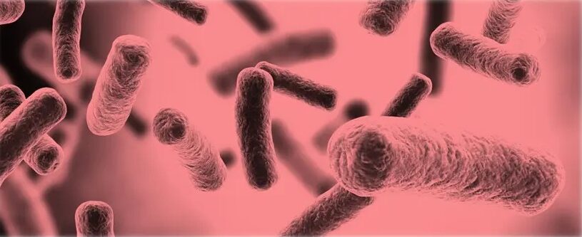 BACILLUS SPP.: NGƯỜI BẠN VI SINH CỦA NỀN NÔNG NGHIỆP HỮU CƠ