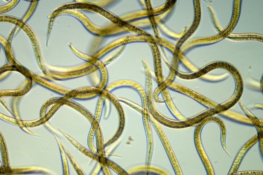 KHI TUYẾN TRÙNG KHÔNG CÒN LÀ “NỖI ÁM ẢNH” CỦA NHÀ NÔNG