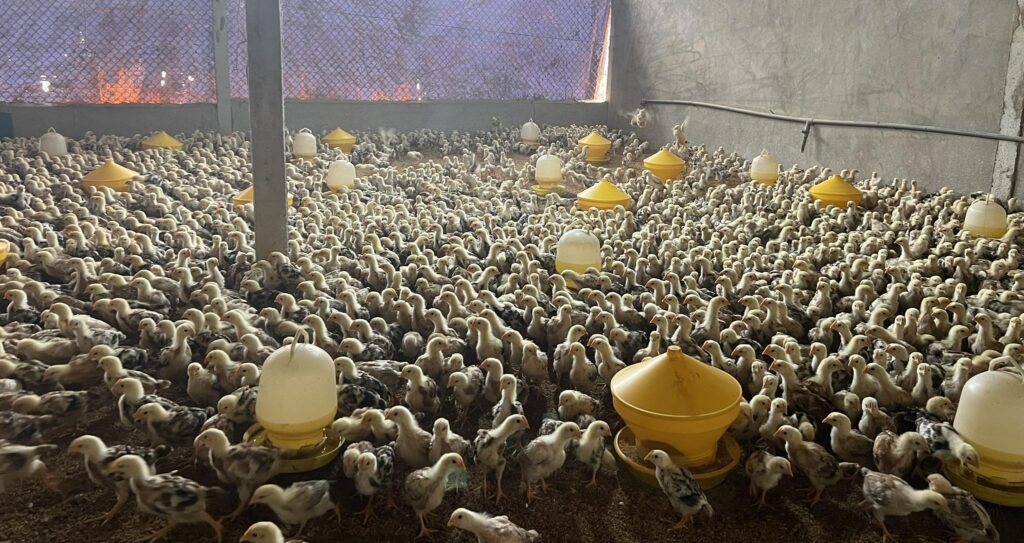 GIỮ SẠCH CHUỒNG TRẠI, TRONG LÀNH AO NUÔI NHỜ SẢN PHẨM SINH HỌC AQ